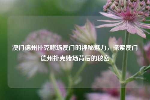 澳门德州扑克赌场澳门的神秘魅力，探索澳门德州扑克赌场背后的秘密